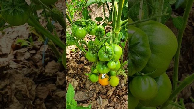 10 ИЮЛЯ? ТОМАТЫ В ТЕПЛИЦЕ. ПОДМОСКОВЬЕ? #помидоры #томаты #dwarf #подкормки #москва #огород#огурцы смотреть онлайн