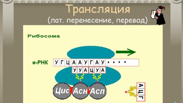 Самкова Т С урок 4 Метаболизм обмен веществ и превращение энергии в клетке смотреть онлайн