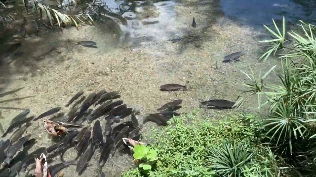 Зоопарк в Сан-Антонио, Техас.