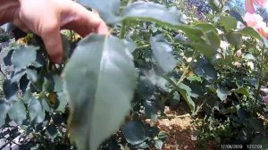 обрезка роз после первого цветения 1. Шрабы и флорибунды.