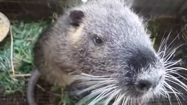 Нутрия домашнее содержание. Кормление молодняка летом смотреть онлайн