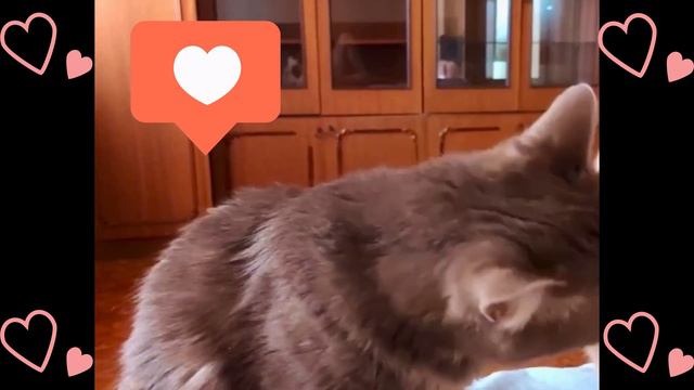Кот: "БЪЁТ?!- значит любит?!" Вот такая она - любоффф! #cat #catlover #смешныекоты #cats #catvideos смотреть онлайн