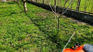 ВЕСЕННЯЯ ОБРАБОТКА КОСТОЧКОВЫХ КУЛЬТУР ОТ БОЛЕЗНЕЙ. ХОРУС + СКОР