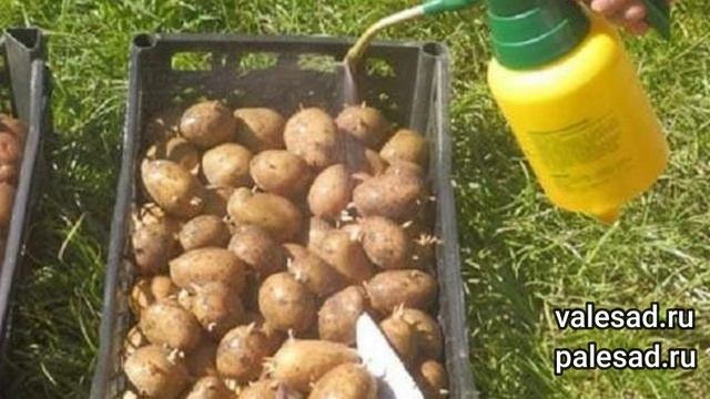 УРОЖАЙ КАРТОФЕЛЯ УВЕЛИЧИТСЯ В 2 РАЗА ЕСЛИ СДЕЛАЕТЕ ЭТО ПЕРЕД ПОСАДКОЙ! смотреть онлайн