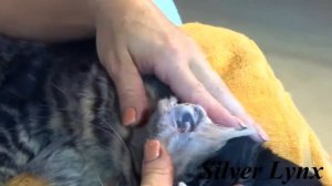 Как почистить уши котенку?