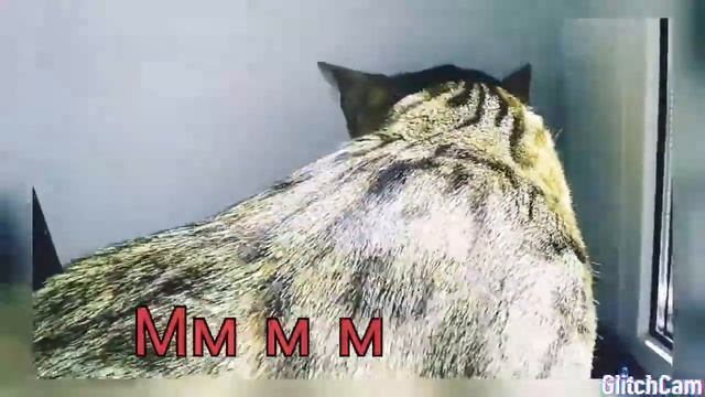 МАРИК СНИМАЕТ ВИДЕО ПО ТЕЛЕФОНУ смотреть онлайн