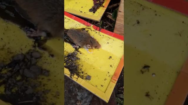 Земляные собачки смотреть онлайн