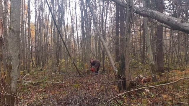 На МОТОТРАКТОРЕ РУСИЧ Т-12 в ЛЕС//Рискую жизнью за чужое! Лесное домино // Пилим делянку. смотреть онлайн