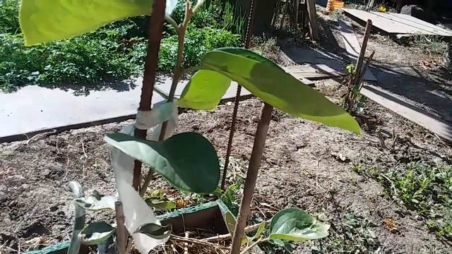 Обзор моих цитрусовых, осень 2018