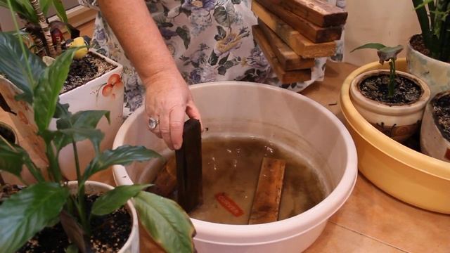 МЕСЯЦ БЕЗ ПОЛИВА- КОМНАТНЫЕ ЦВЕТЫ ПРОСТО ПОХОРОШЕЛИ, ПОКА Я ОТДЫХАЛА смотреть онлайн