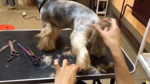 Стрижка йоркширского терьера