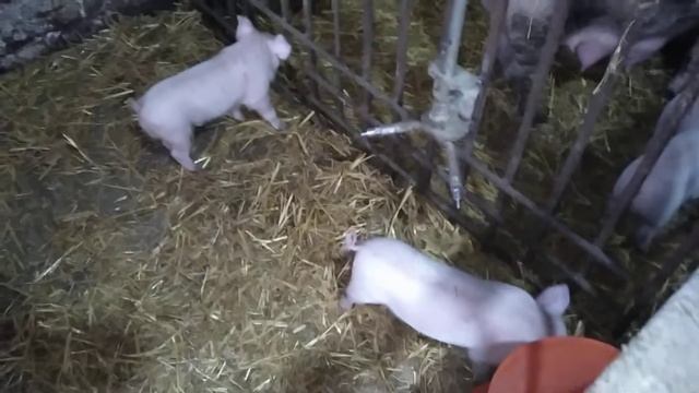 Самый дешевый и натуральный подкислитель для поросят!!! смотреть онлайн