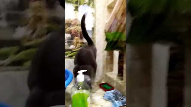 МАРКИЗА (КОШКА) ИЗУЧАЕТ ВАННУ). смотреть онлайн