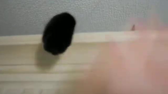 кот под потолком)) смотреть онлайн