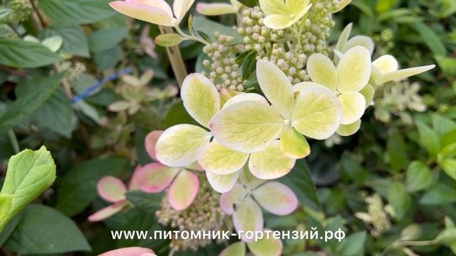 Гортензия серии "Rencolor" "Малютка" Пэстел Грин (Pastel Green) – романтическая красавица Хит 2022 смотреть онлайн