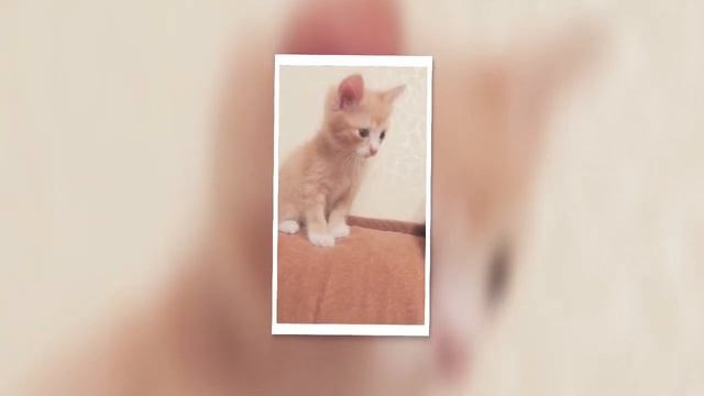 Как растут котята смотреть онлайн