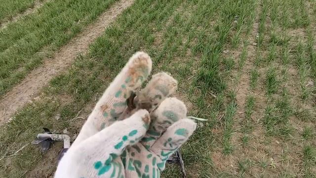 Поиск клада и монет с Minelab Safari Шоумен Дмитрий Сафонов 2020 смотреть онлайн
