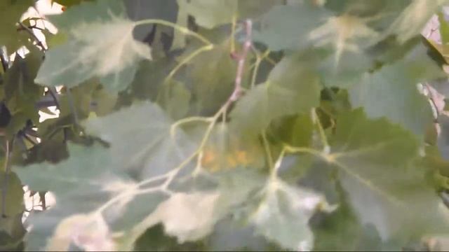 [PARTIE 2] -Test de qualiter vidéo et photo du FujiFilm S4200 [FR|HD] смотреть онлайн