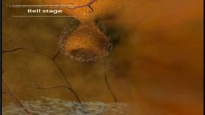 Развитие и рост зубов у детей