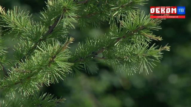 Хроника дня. Какого туя? 15.08.2018 смотреть онлайн