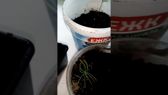 Как вырастить кедр на подоконнике смотреть онлайн