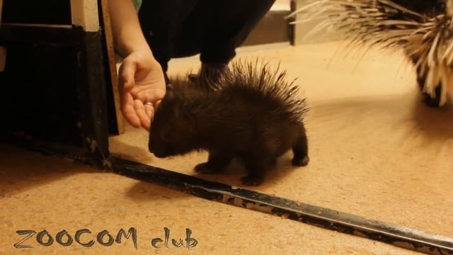 Первые прогулки дикобразенка Хомки смотреть онлайн