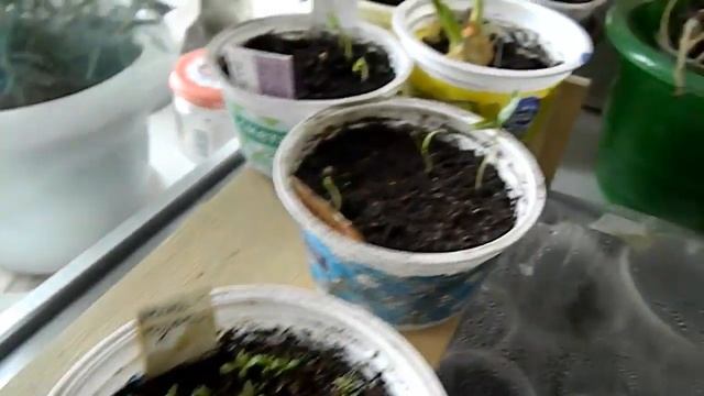 Весна идет! Поздравление Обзор подоконника с рассадой смотреть онлайн