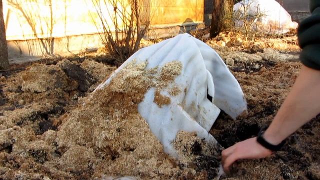 Лавр благородный после зимы в саду смотреть онлайн