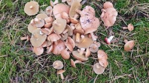 Осторожно , ложные маслята # как я ошиблась