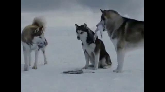 Самые преданные собаки хаски смотреть онлайн