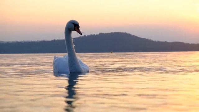 Swans On Lake - Free Stock Video