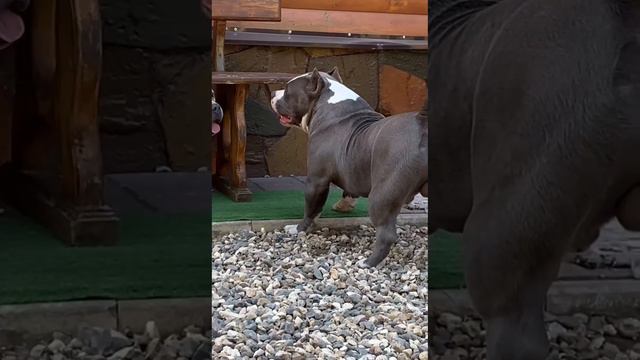 Уроки подката от Пумбы🤣 Питомник Американских Булли American Dream #американскийбулли смотреть онлайн