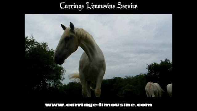 Perhceron Draft Horses - Horse Drawn Carriage - Our Horses 4 - Carriage Limousine Service смотреть онлайн