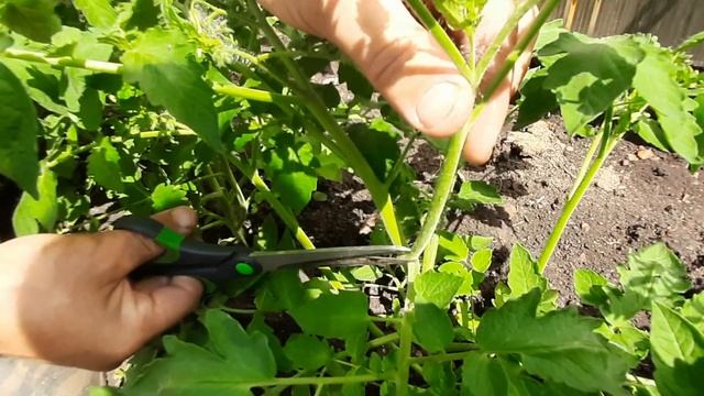 Ошибки при подвязывание огурца?. Как правильно пасынковать помидоры ?. смотреть онлайн