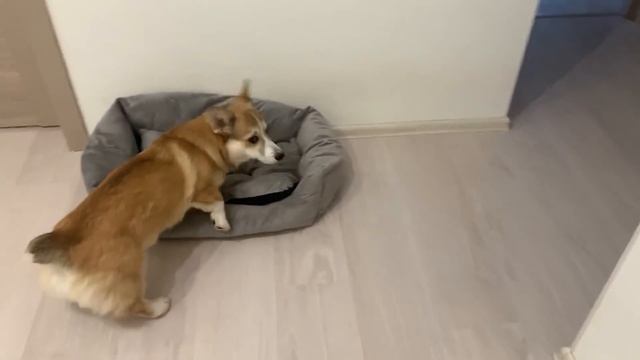 ИЗУЧАЕМ Команду МЕСТО на ваших глазах! Дрессировка щенка ВЕЛЬШ КОРГИ Сэдди смотреть онлайн