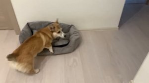 ИЗУЧАЕМ Команду МЕСТО на ваших глазах! Дрессировка щенка ВЕЛЬШ КОРГИ Сэдди