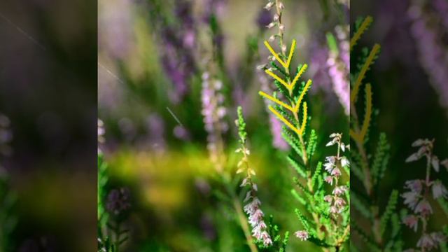 Ceci n'est pas une bruyère (#35) смотреть онлайн