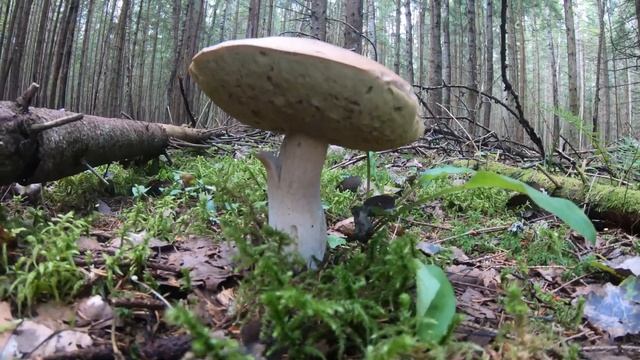 грибалка смотреть онлайн