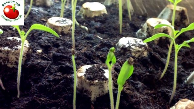 Ростки не сбросили оболочку семени смотреть онлайн