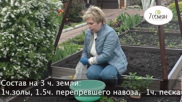 КАК ПРАВИЛЬНО ПОСАДИТЬ КЛУБНИКУ?ТОНКОСТИ ПОСАДКИ И СЕКРЕТЫ УХОДА! смотреть онлайн