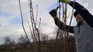 Весенняя обрезка алычи гибридной.
