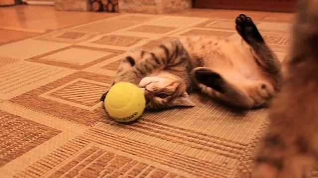 Оскар11-Обрезка 01