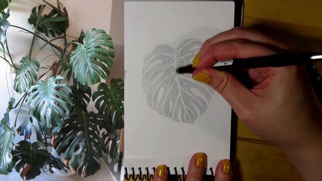 How to Draw a Monstera Leaf || Leaf Drawing in Pencil смотреть онлайн