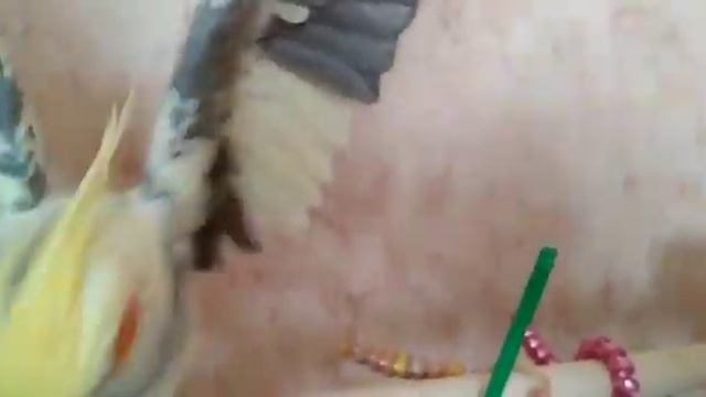Попугай Корелла Аркаша самый сладкий мальчишка ❤️ Corella The Parrot