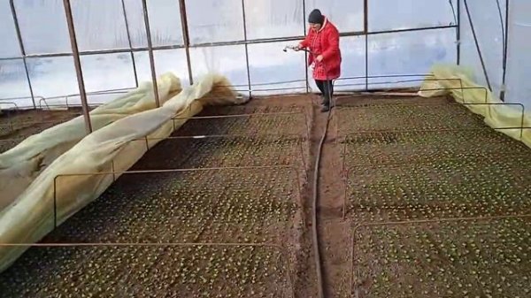 Редис, обязателен к просмотру