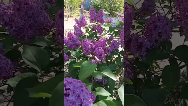 Так быстро отцвела сирень......(2) смотреть онлайн