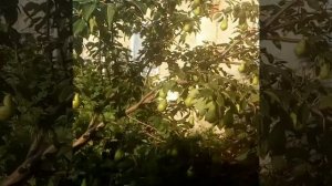 Результаты применения органического биостимулятора Аминогумус