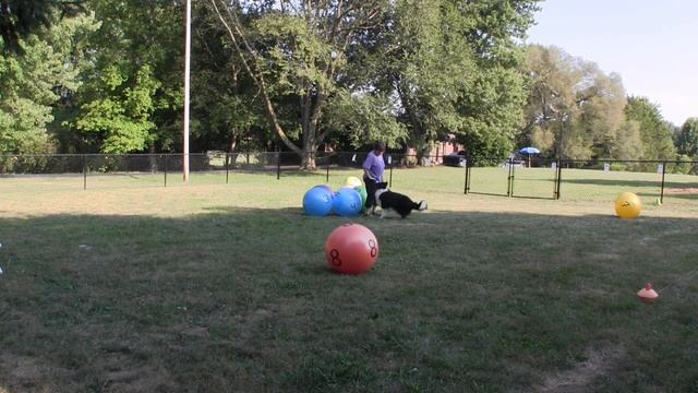 Treibball 8 Ball Circle Skill Challenge смотреть онлайн