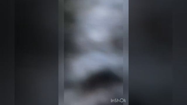 Йорк, стрижка Йорка смотреть онлайн