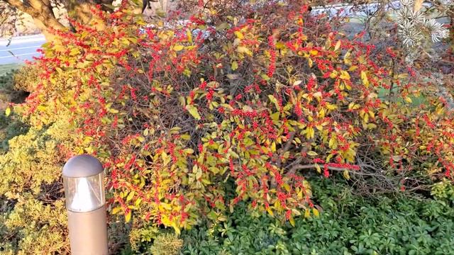 A Fantastic Plant For Exceptional Seasonal Color. Ilex  Verticillata
